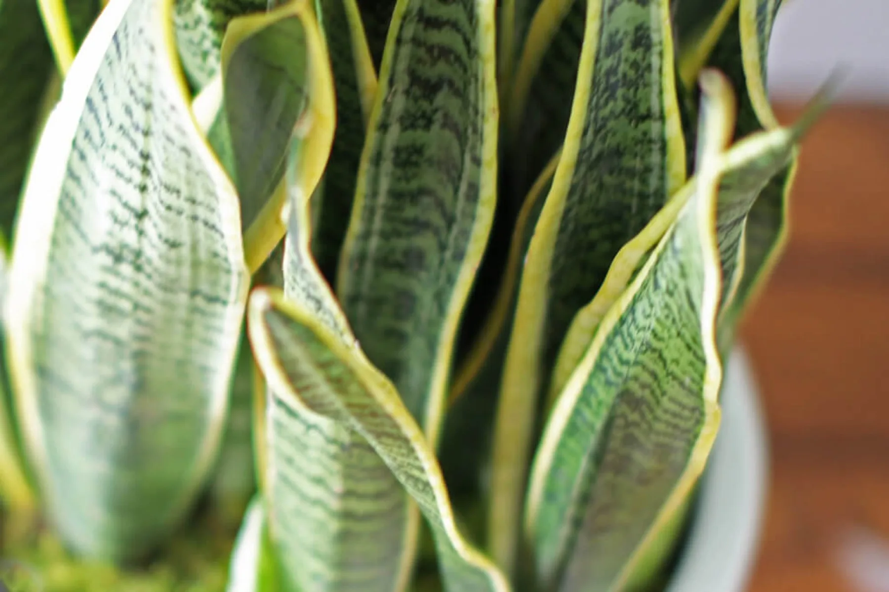 Close detail of a sculptural snake plant