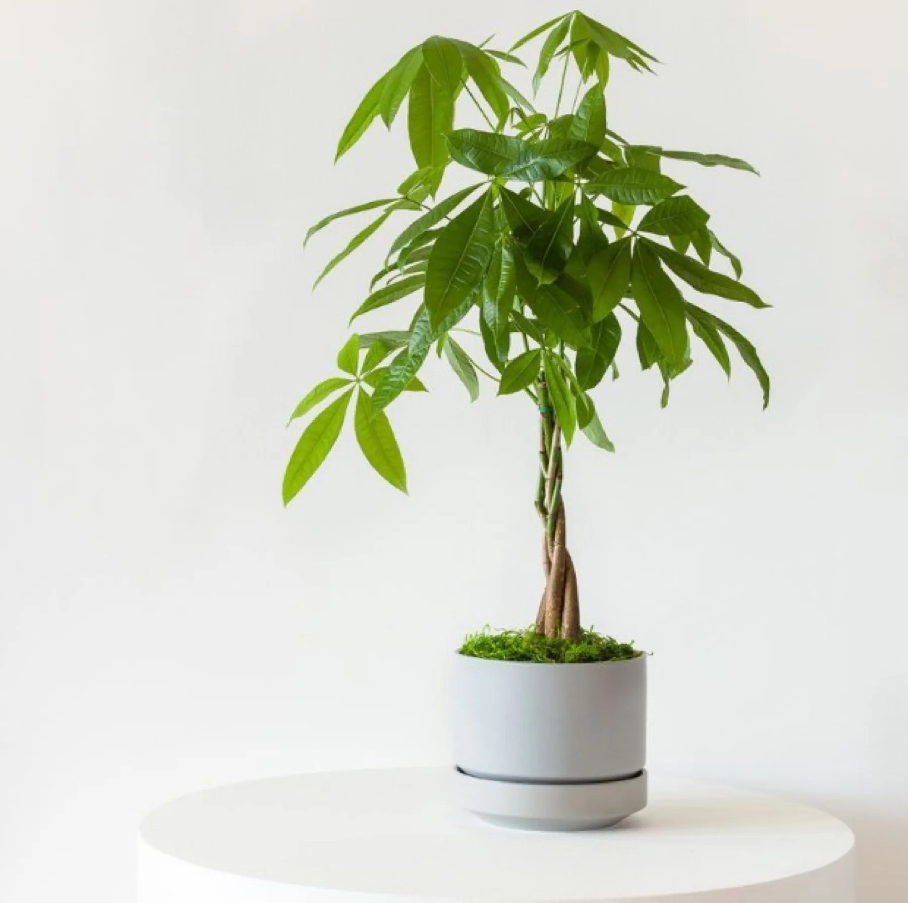 Braided Money Tree