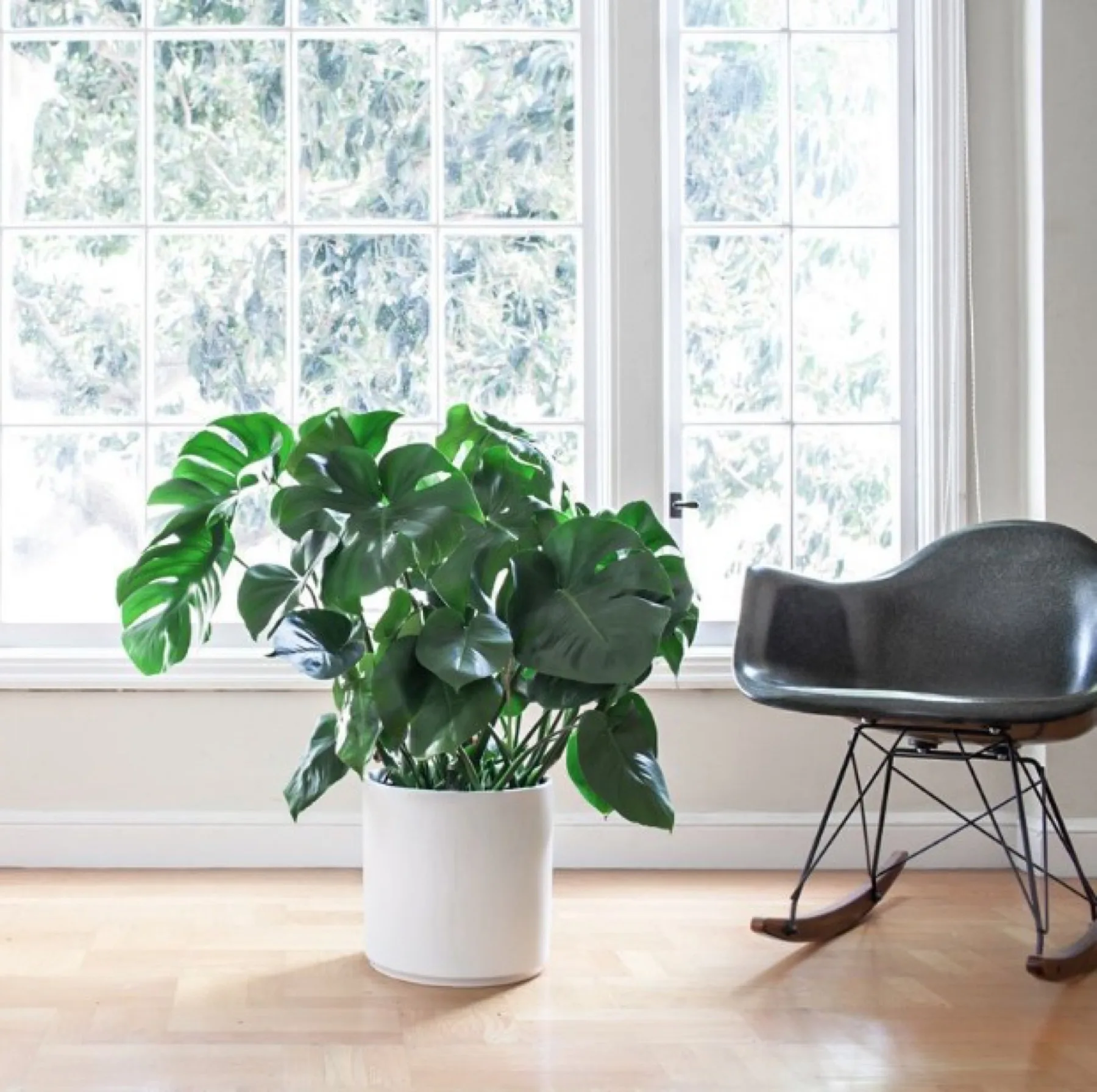 Monstera Deliciosa LARGE
