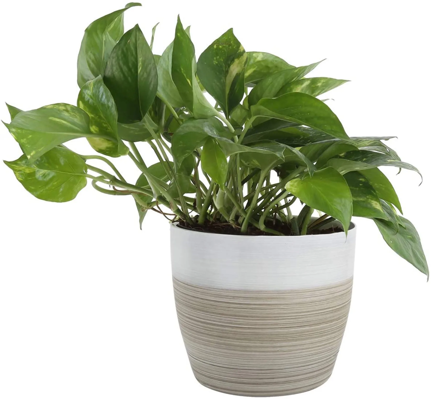 Devil's Ivy Golden Pothos