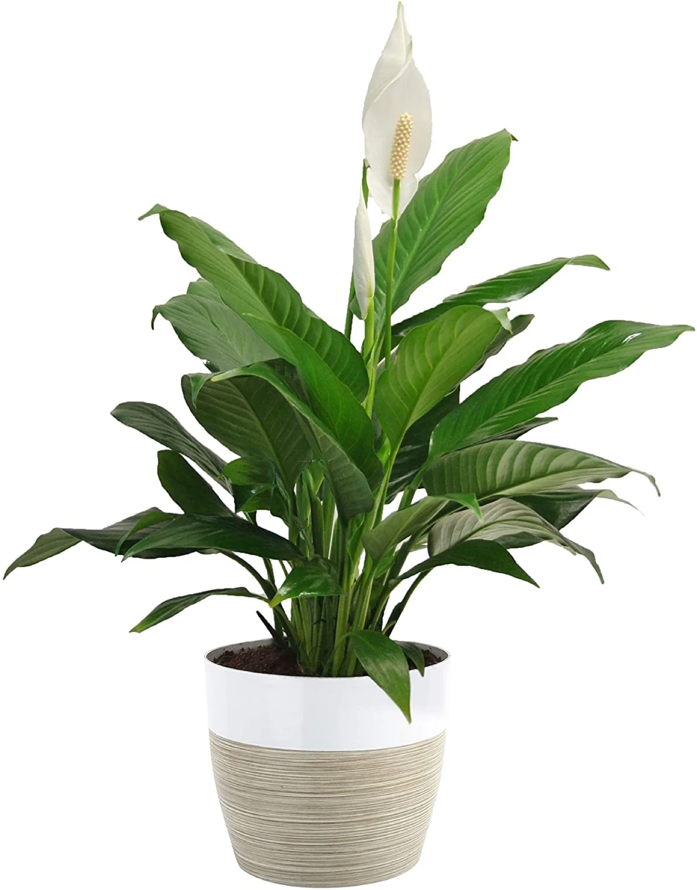 Spathiphyllum Peace Lily Live Indoor Plant, 15 inch