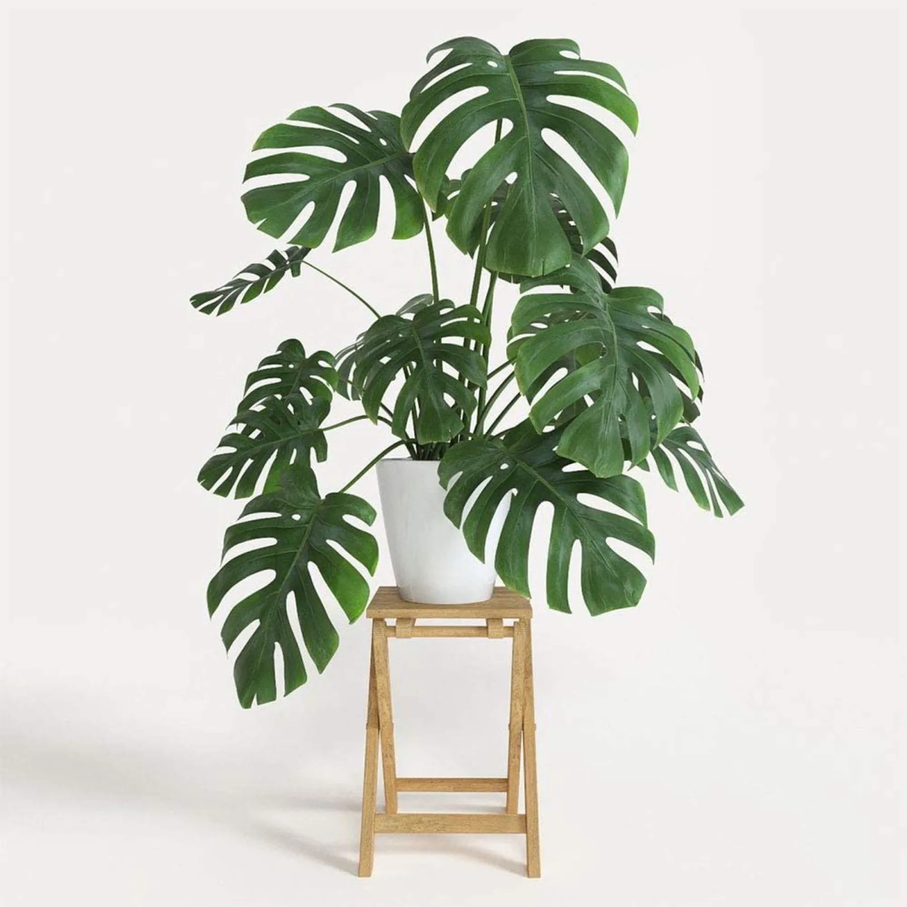 Plants collection