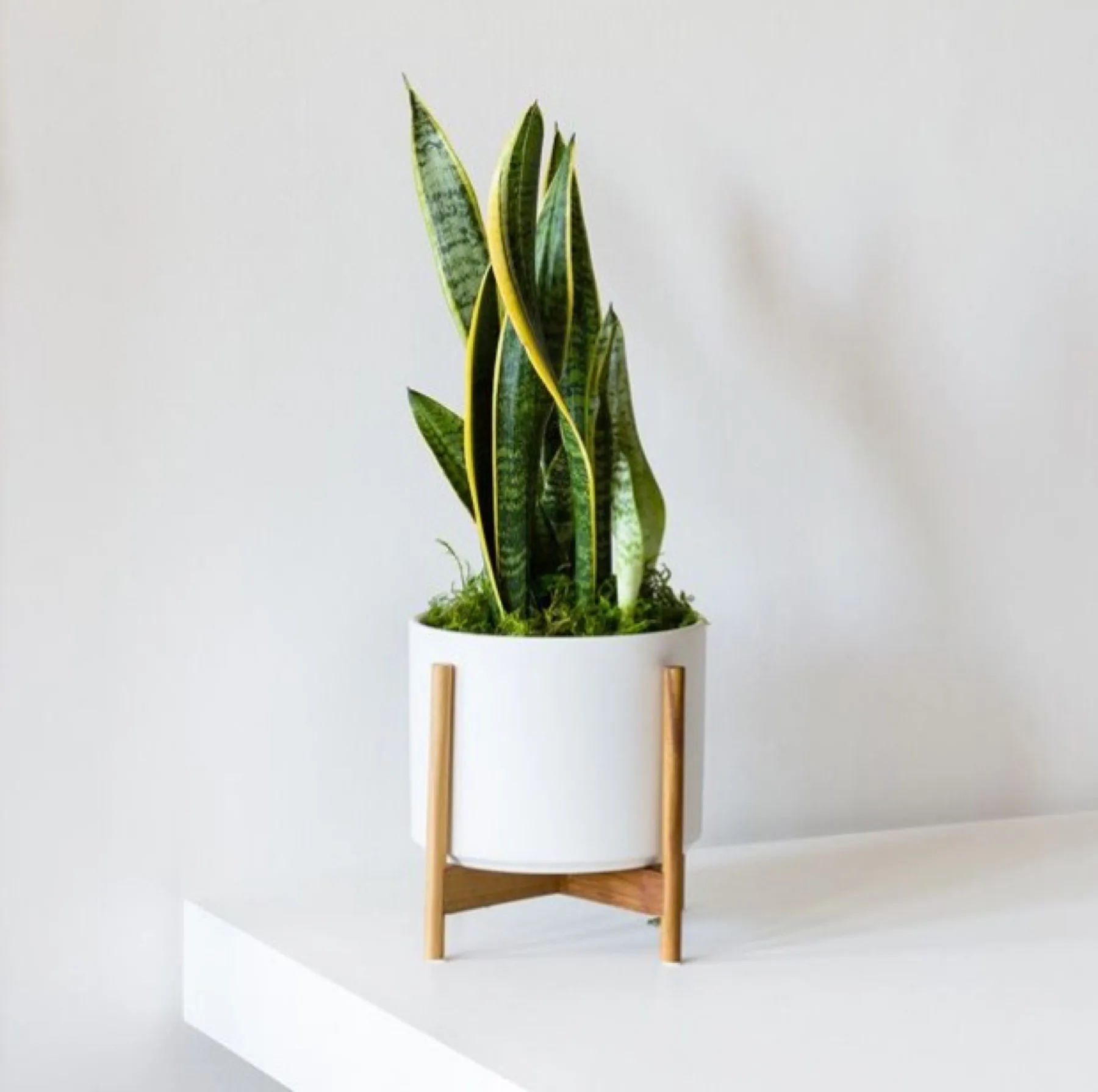 Snake Plant MEDIUM