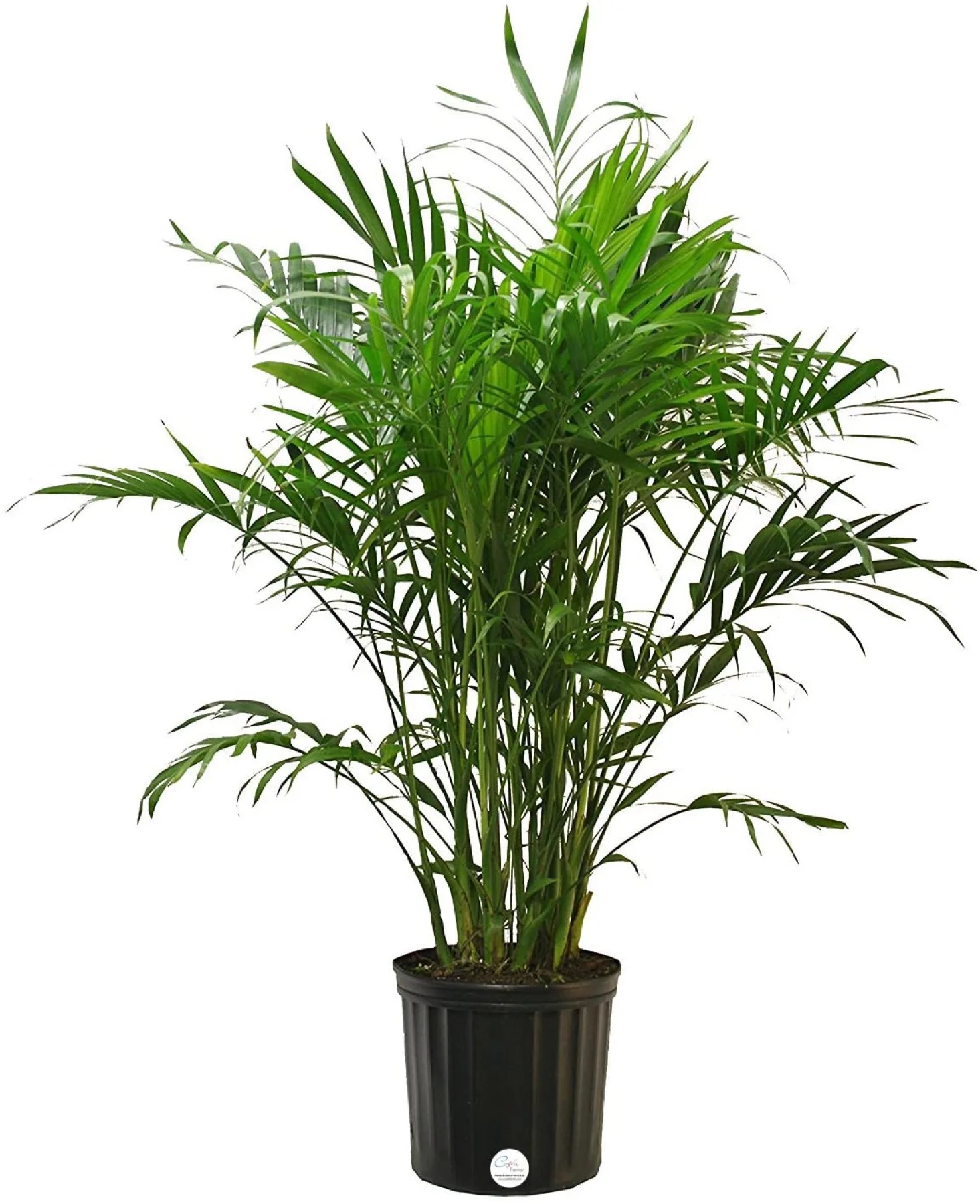 Cat Palm, Chamaedorea cataractarum