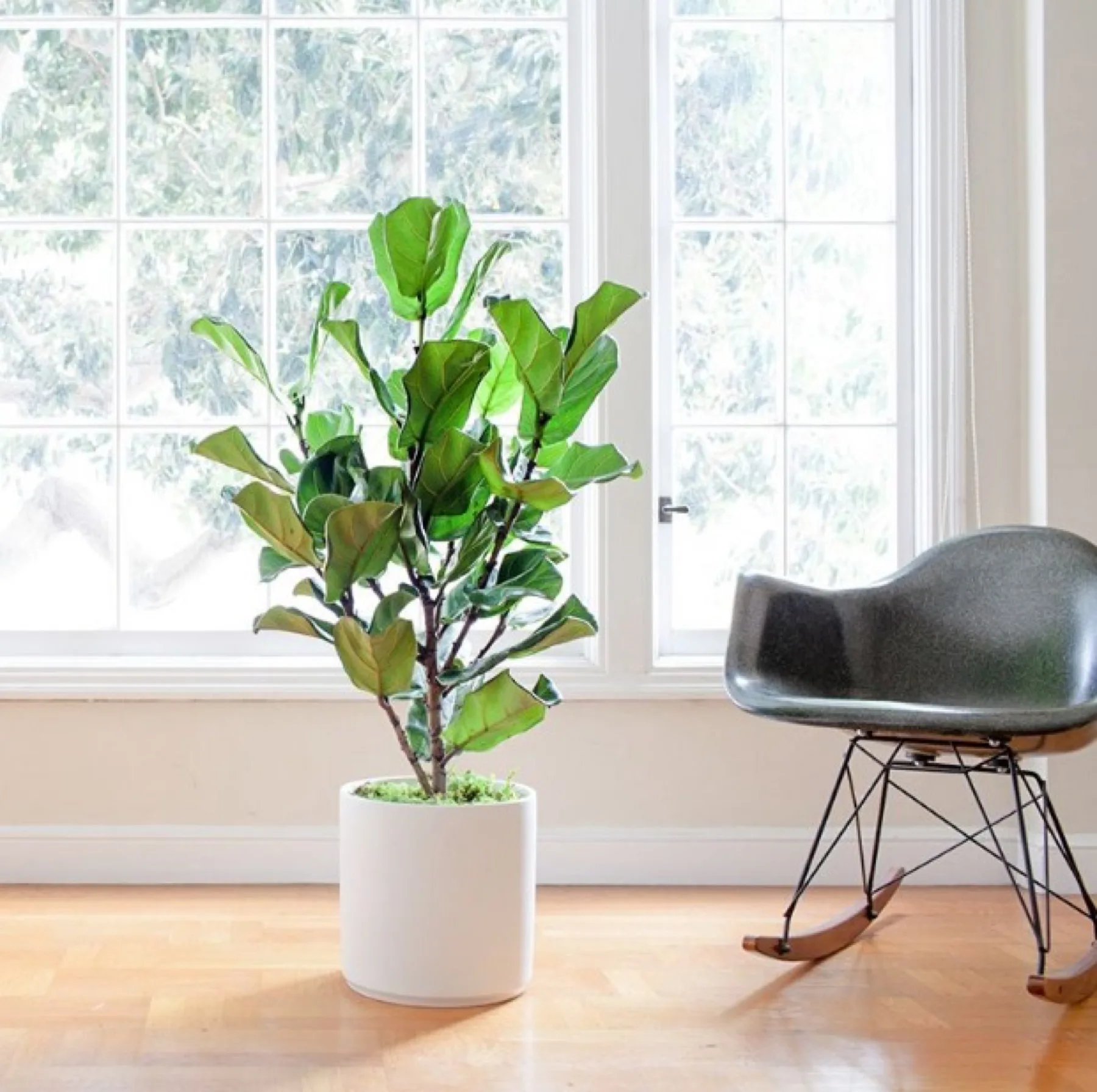 Fiddle Leaf Fig Bush LARGE