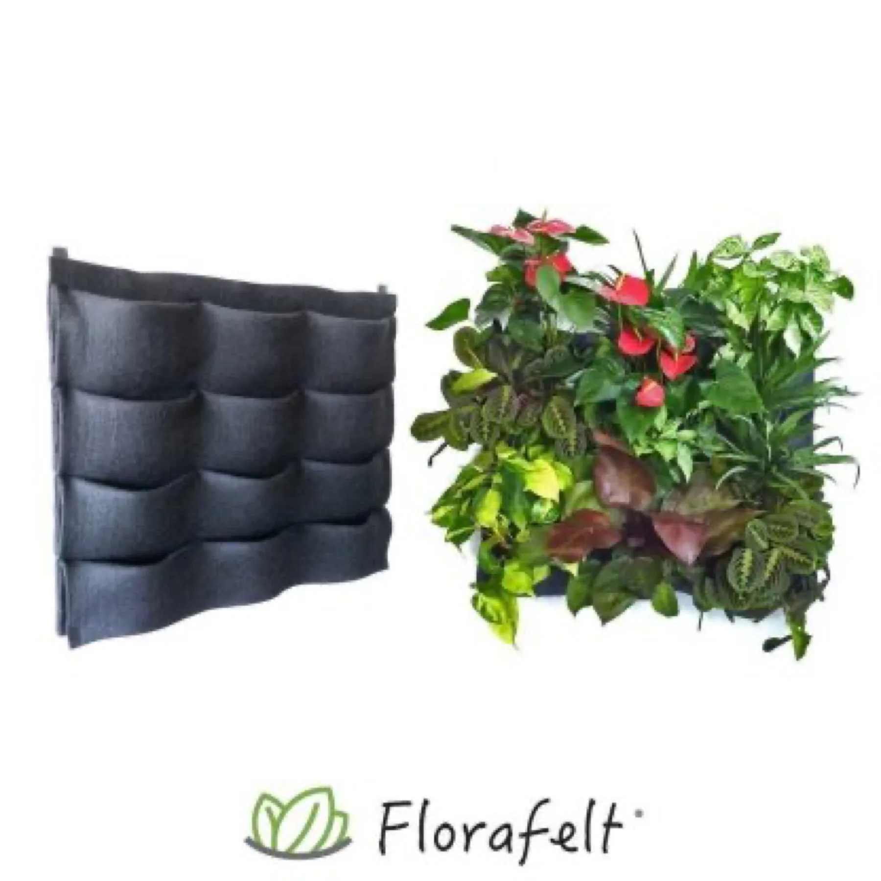 Plants on Walls