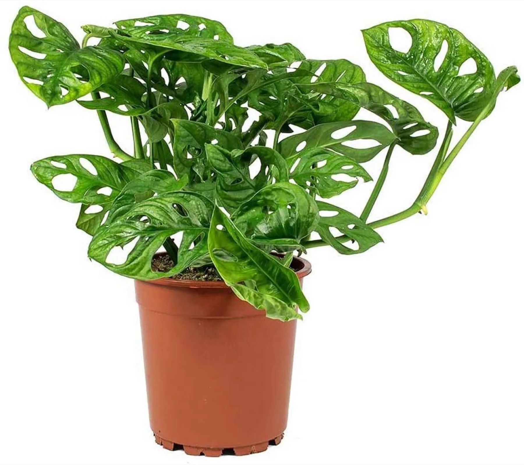 Monstera Adansonii Swiss Cheese Live Plant, 4" Pot