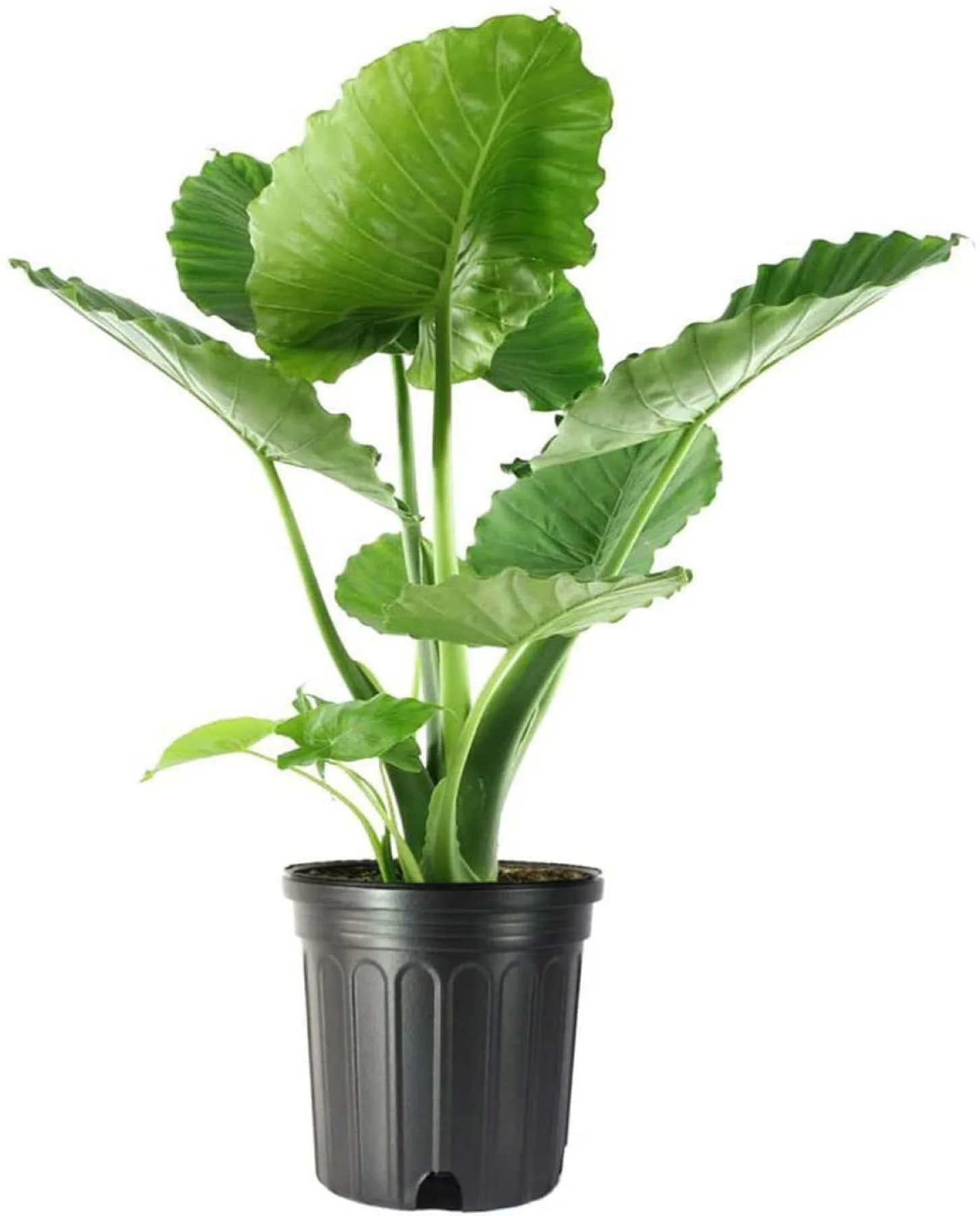 Alocasia Elephant Ear Live Plant, 3 Gallon